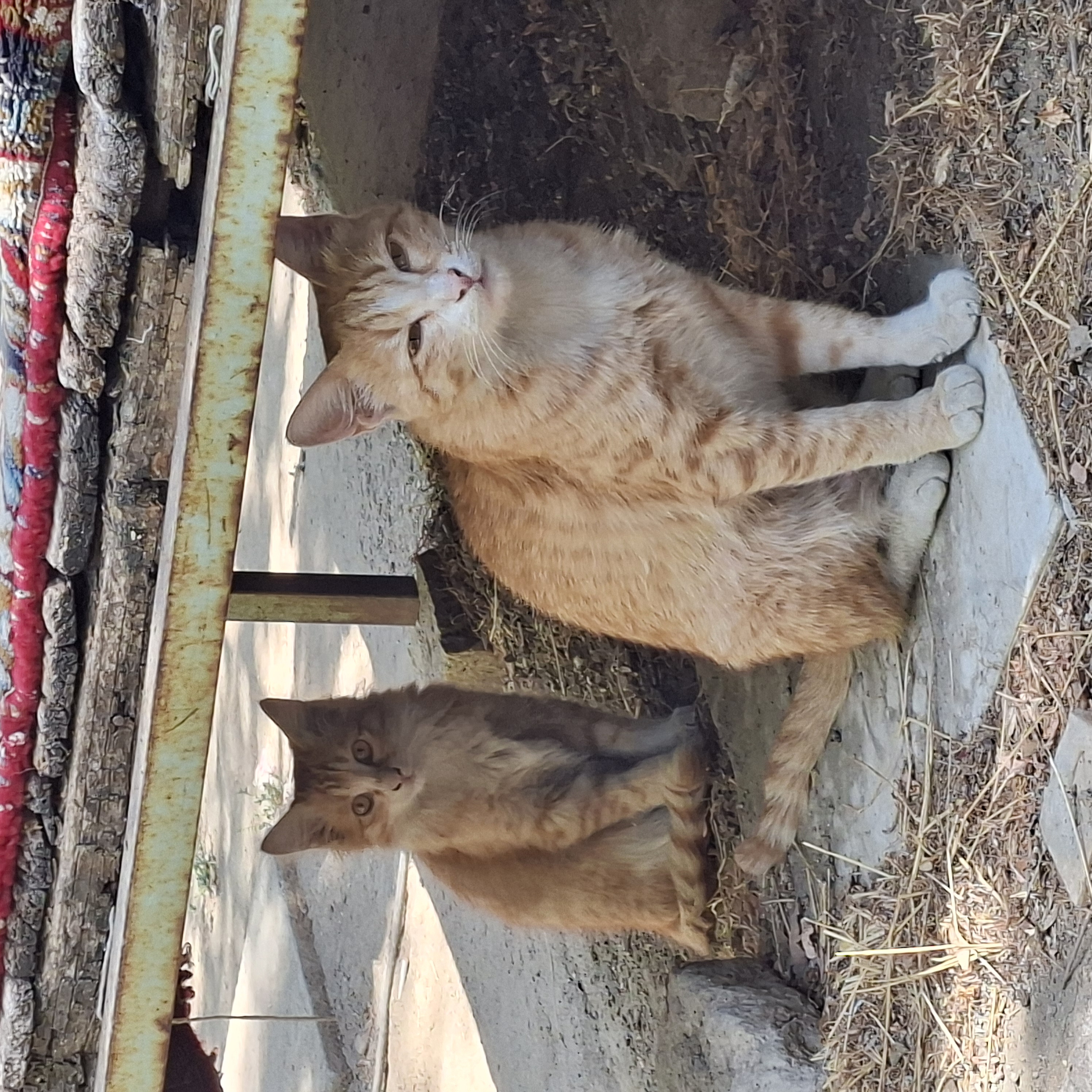 بیکار ها در گرو فلسفه